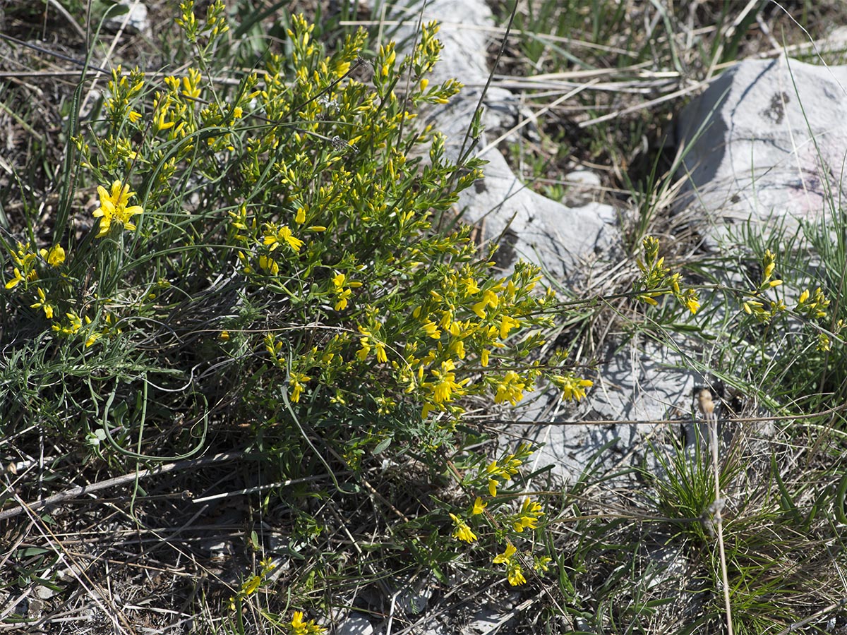 Genista januensis